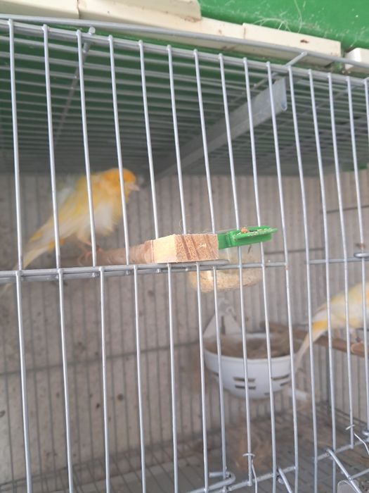 Tenho 2 machos frizados do norte e 2 agatas um vermelho e um opalino