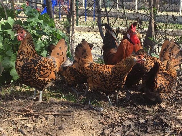 Яйце інкубаційне,курчата, Аппенцеллер срібло, золото, біле золото.