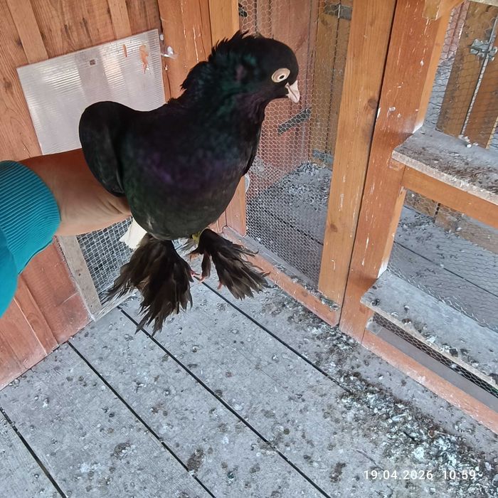 Wyszfanc gołębie ozdobne