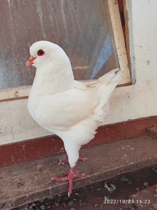 kingi gołebie rasowe