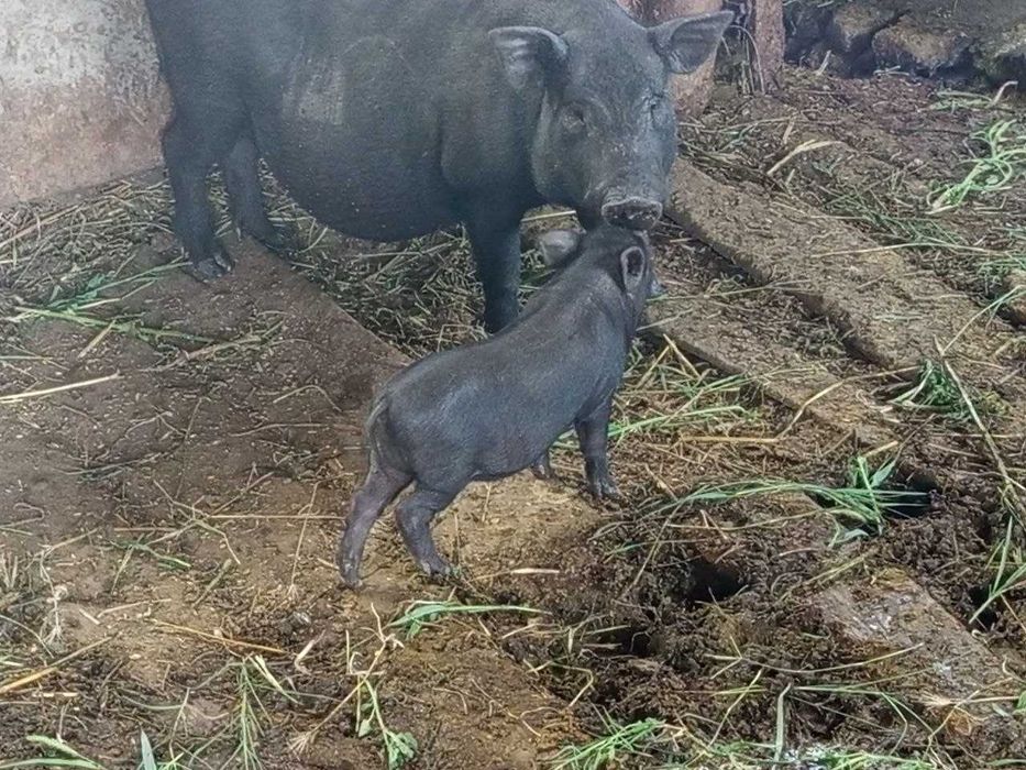 В'єтнамські поросята