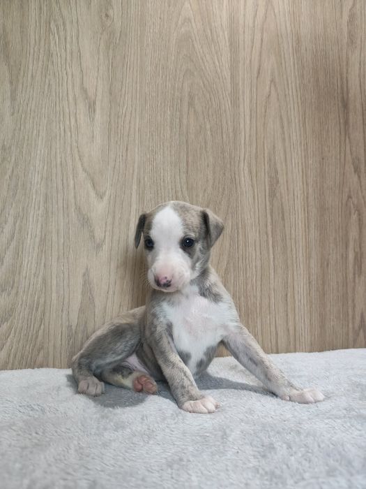 Chart Angielski WHIPPET