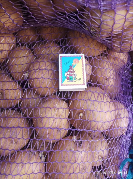 Продам посадочну картоплю