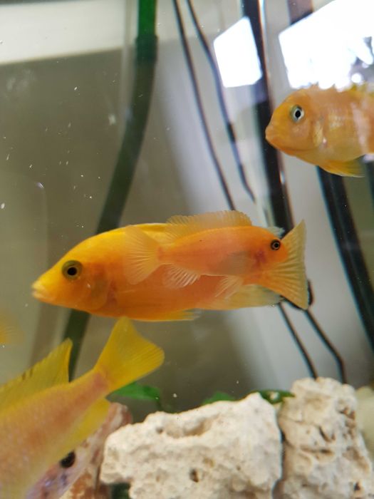 Pyszczak, pyszczaki Socolofi Red Red Yellow 10 szt., Malawi
