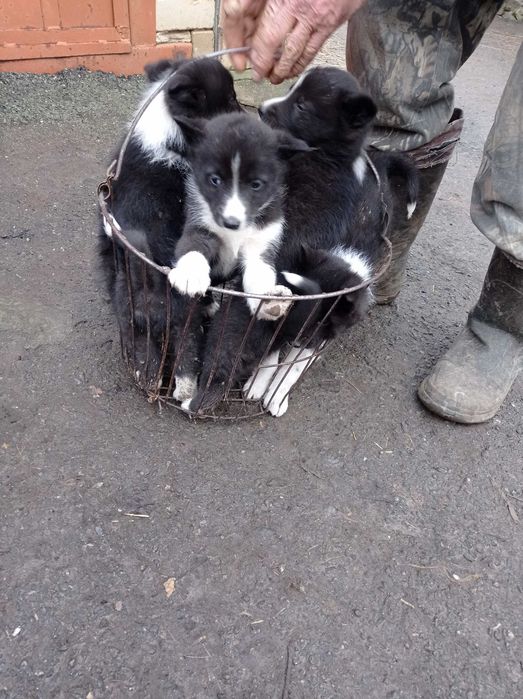 Лайка Русско-Европейська