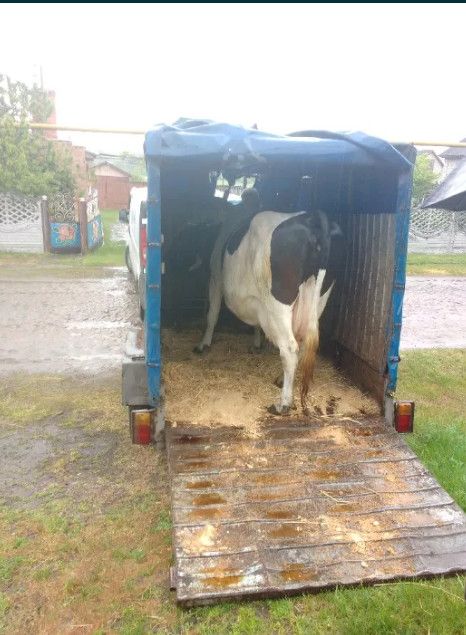 Доставка животных, (ВРХ,КРС, корова, свиньей, овец, коня, коза)