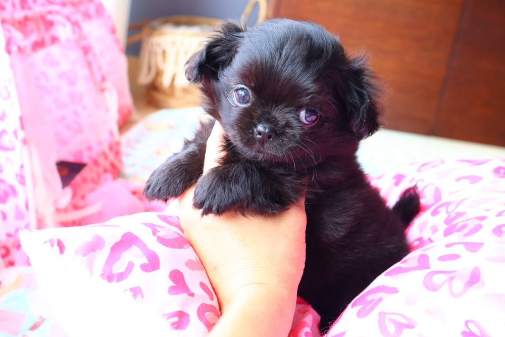 Chihuahua macho pêlo longo , pronto para entrega