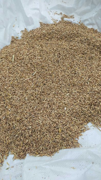 Owies bezłuskowy (nagi)