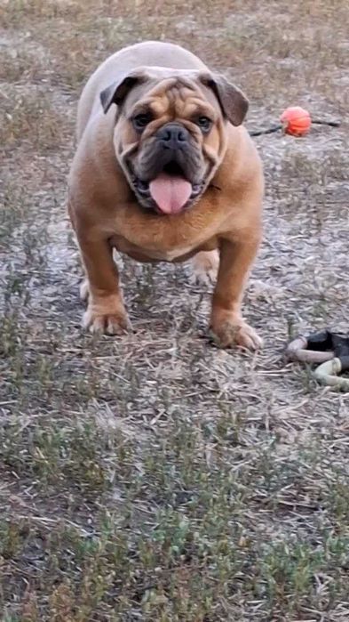 щенки английского  бульдога