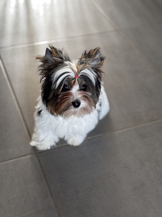 ‼️ Бивер  и́орк милый малыш