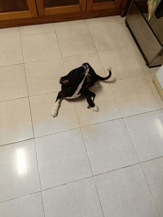 Que tal adotar um cãozinho com 3 meses mistura Pointer com rafeiro!