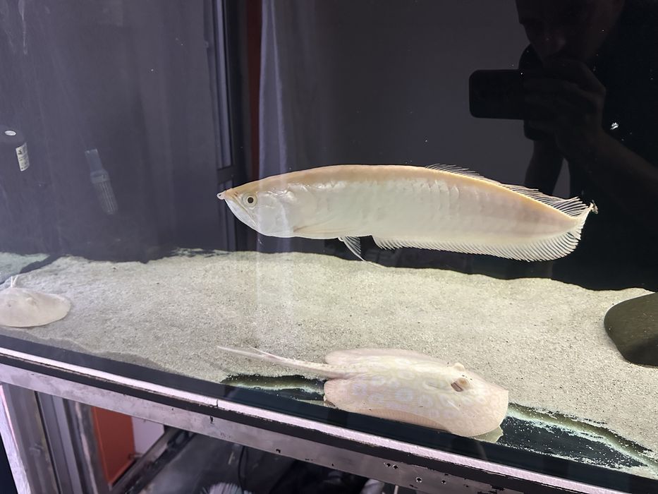 Arowana albina 40 cm