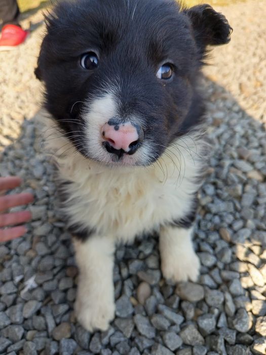Owczarek Border collie