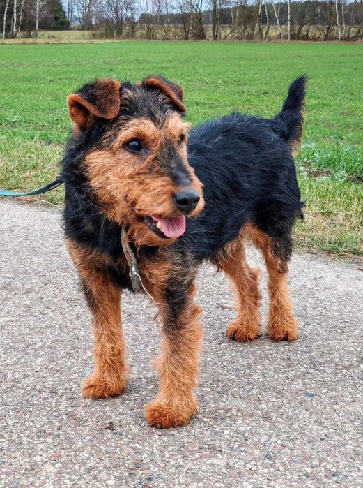 Mały terrier mix, duża osobowość, szuka odpowiedzialnego domu