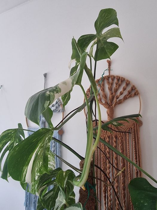 Monstera Variegata Albo Planta Grande + Oferta de Vaso Artevasi feito à mão