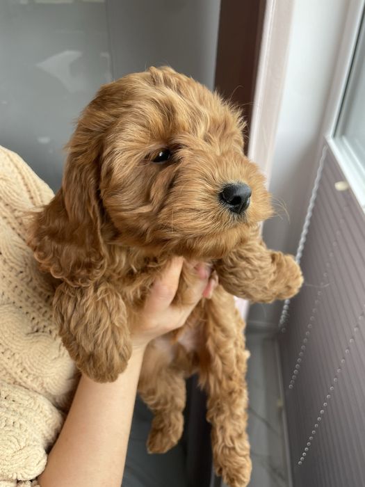 Cockapoo f1 szczeniak