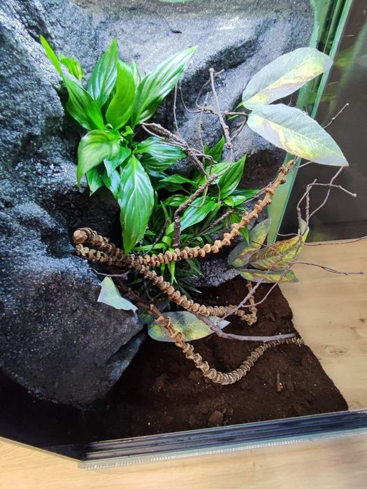 Terrarium szklane gekon żaba modliszka KOŚCIAN