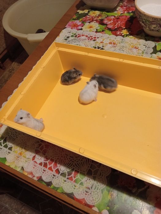 Продаются хомячки джунгарики