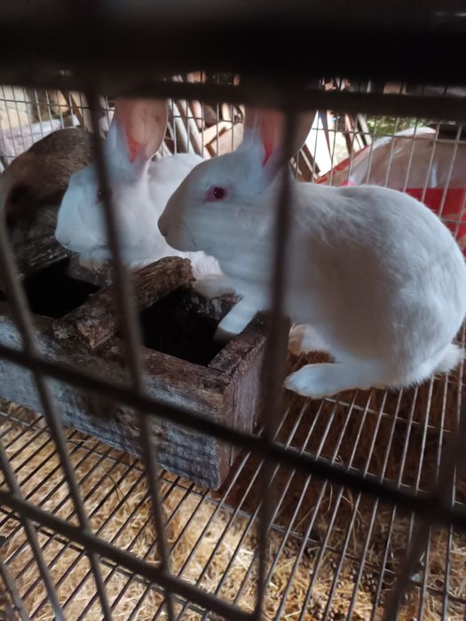 Casal Coelhos brnquinhos 5 meses