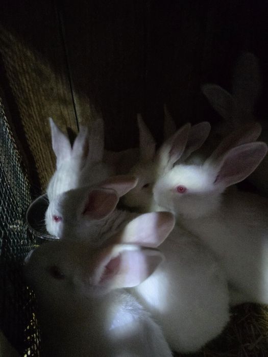 Króliki termondzkie młode dorosłe samice kotne