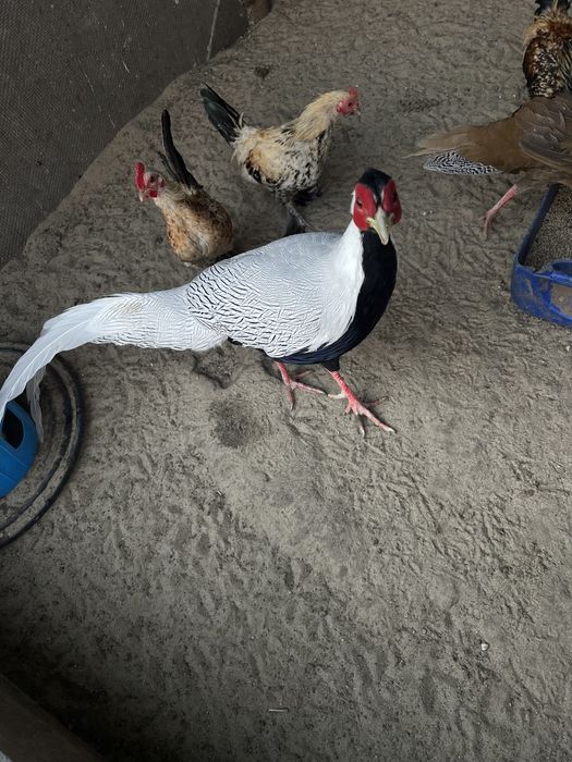 Фазан  серебристий