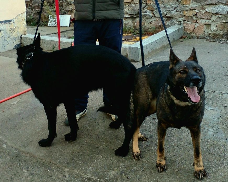 Цуцики Німецької вівчарки.