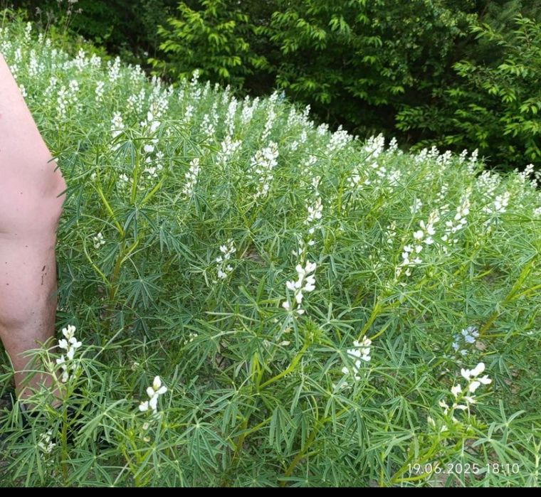 Łubin gorzki wąskolistny mieszanka 2025