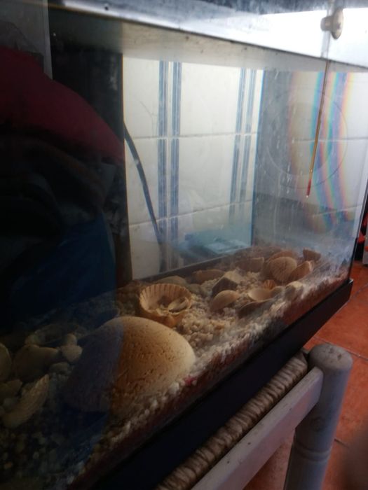 Aquário com termómetro