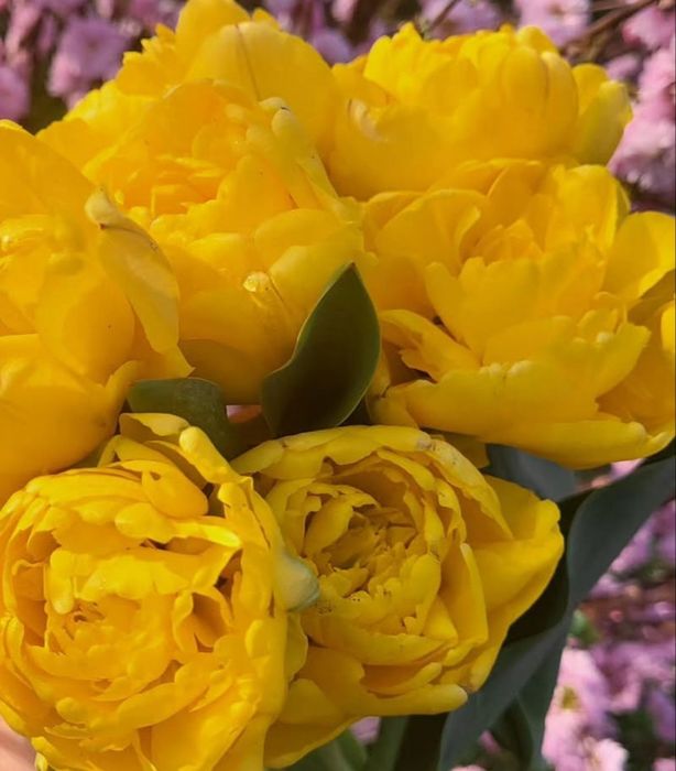 Тюльпани квіти букети