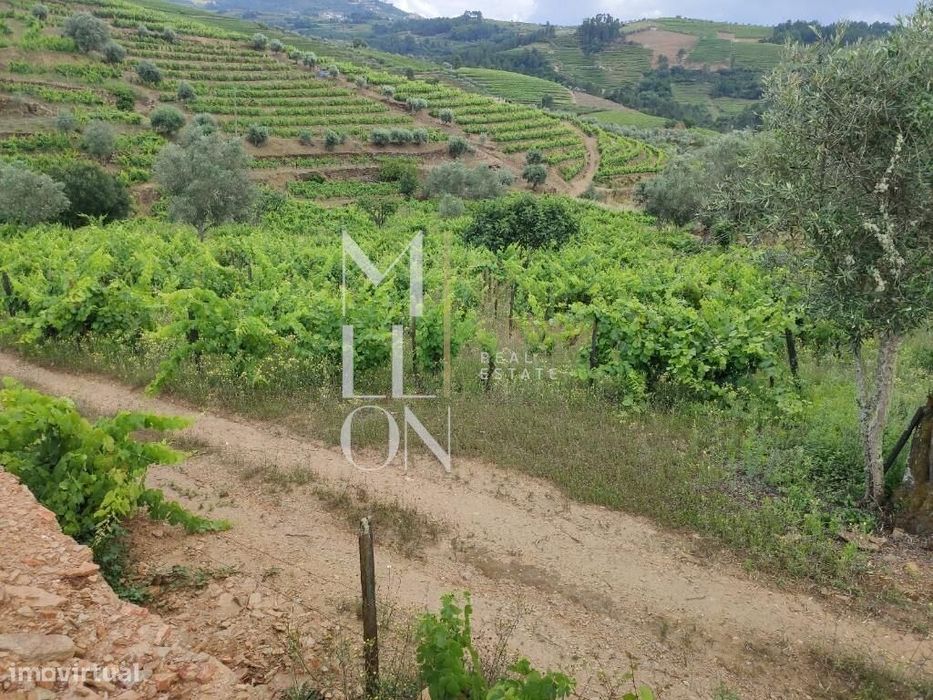 Encantadora Quinta com cerca de 3 Hectares de Tradição e Beleza Natura