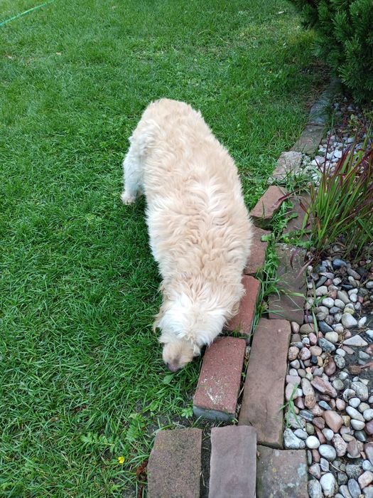 Dorosłe Labradoodle para