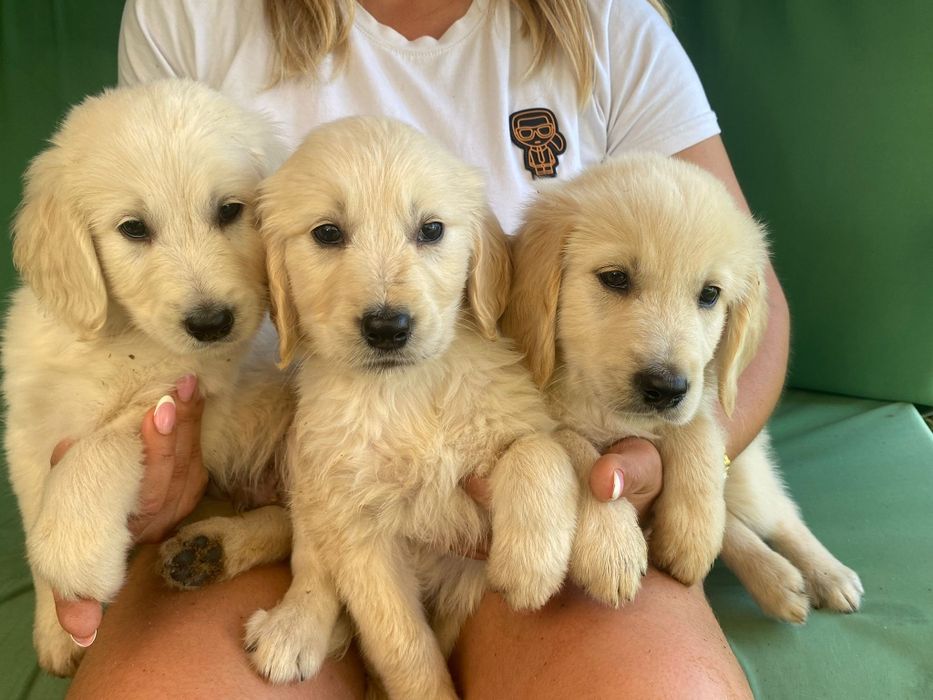 Golden Retriever Szczeniak Możliwy paszport!!!