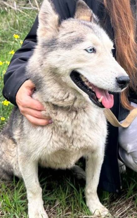 Отдам даром в добрые руки собаку породы Хаски
