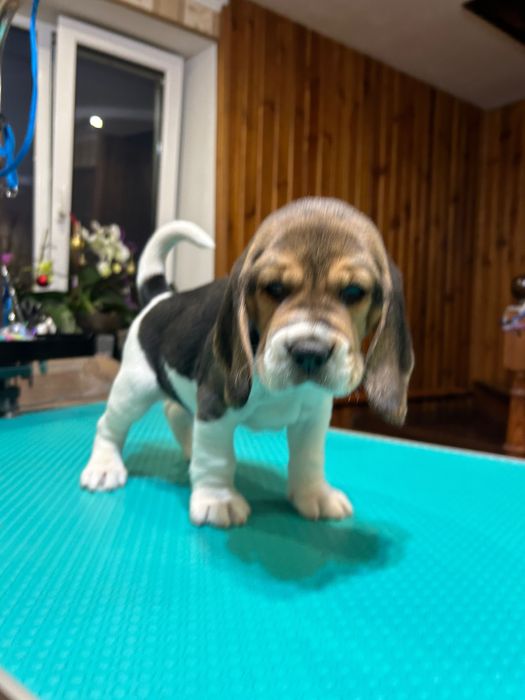 Щенята бігля. Яскравий класичний триколор