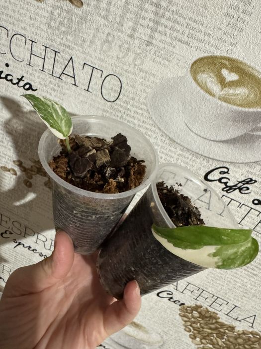 Монстера undetermined