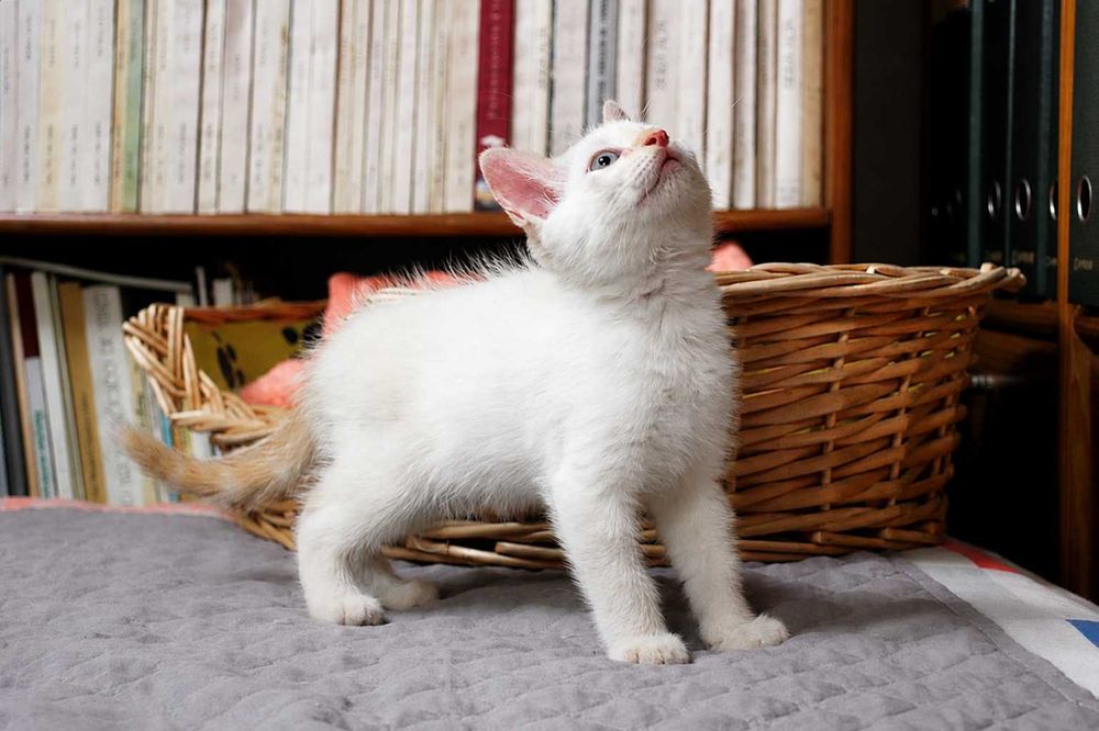 MACHO | Gatinho de olhos azulados disponível para Adoção Responsável