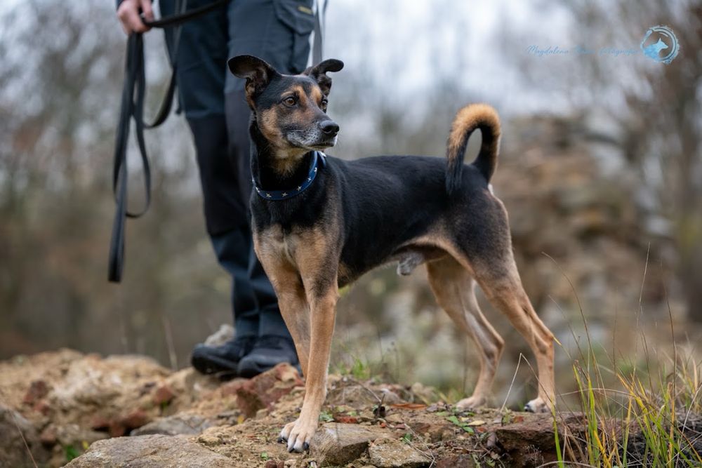 Kundelek na wysokich łapach. Szybki jak Bolt. Mądry, wysportowany, aktywny. Adopcja psa ze schroniska.