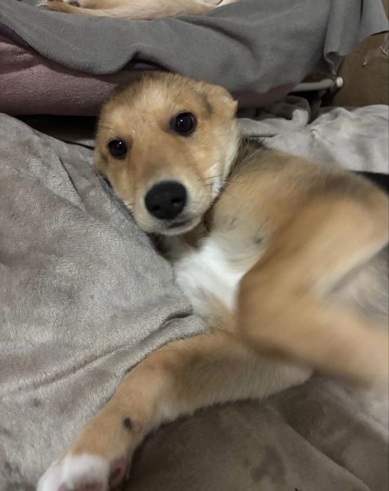 Bebé para adoção responsável