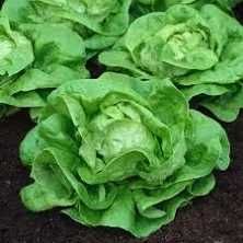 rozasda sałaty masłowej/lodowej/liściastej HAKON/ MAXIMO/ ZLATAVA