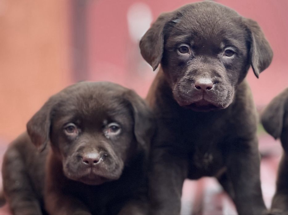 Лабрадор! Шоколад! Документи!