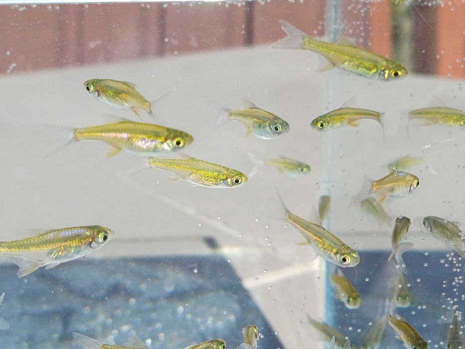Razbora Kubotai - Microrasbora kubotai
