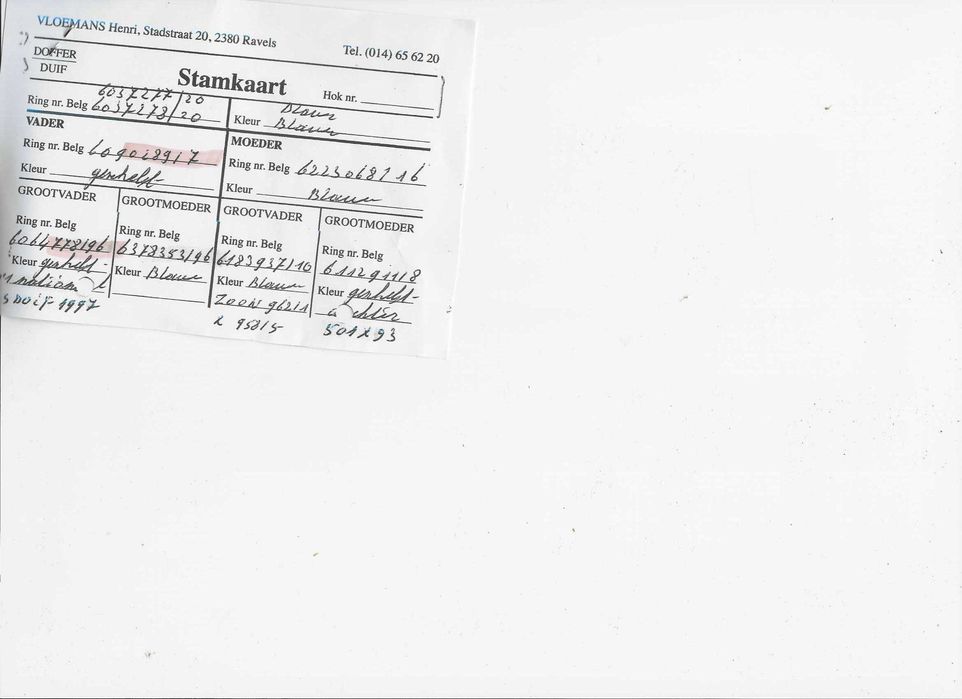 Młode para 49 Oryg. H. Vlomans z Pelna siostra 7 AS  WG Roztocze gołąb