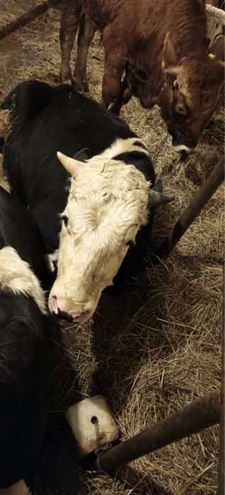 Sprzedam byczka do rozplodu