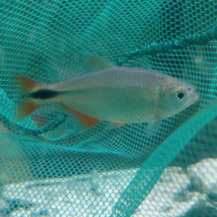 2x Tetra Buenos Aires