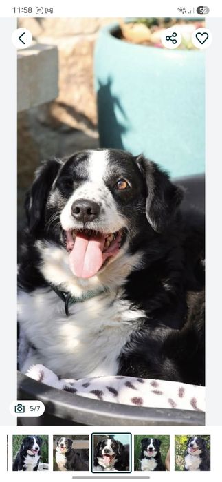 Do adopcji samiec