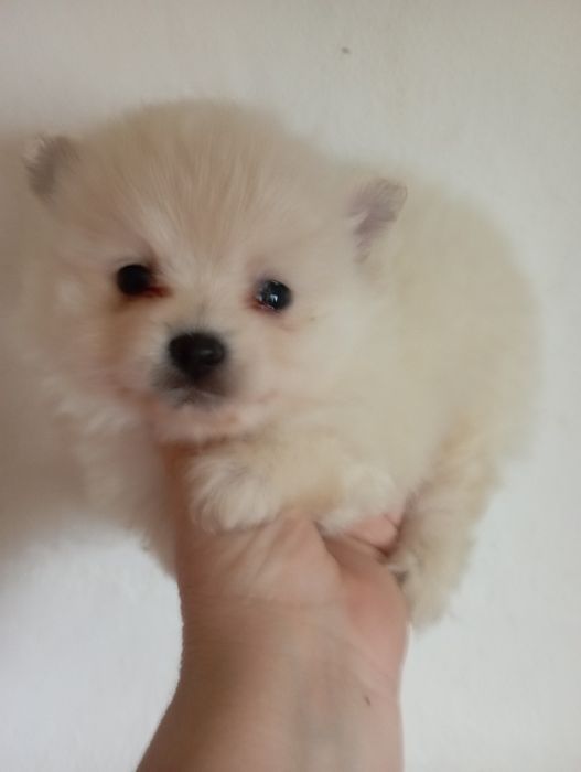 Lulu da Pomerânia miniatura