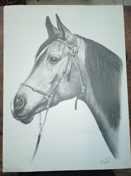 Szkic głowy konia