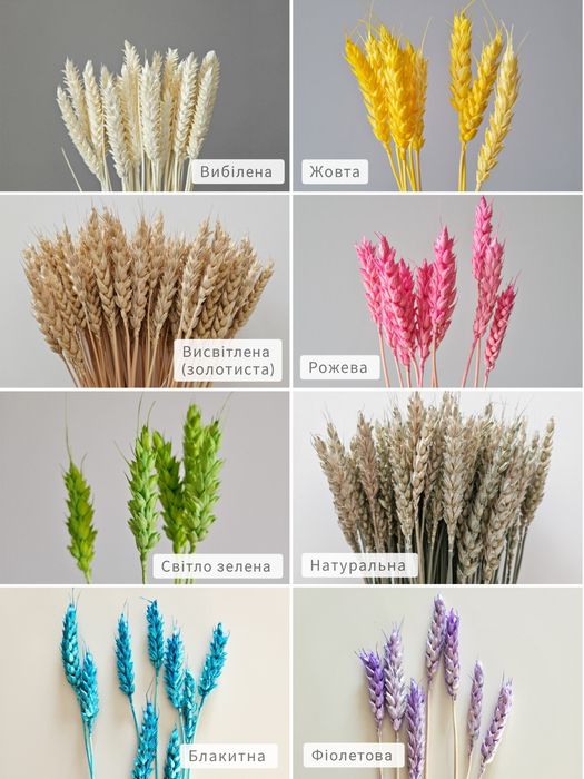 Пшениця різнокольорова з вусиками та без