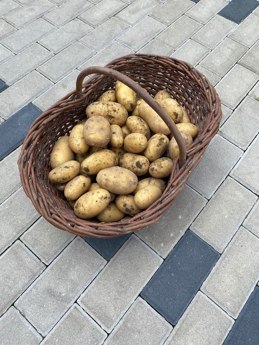 Ziemniaki jadalne queen Anna