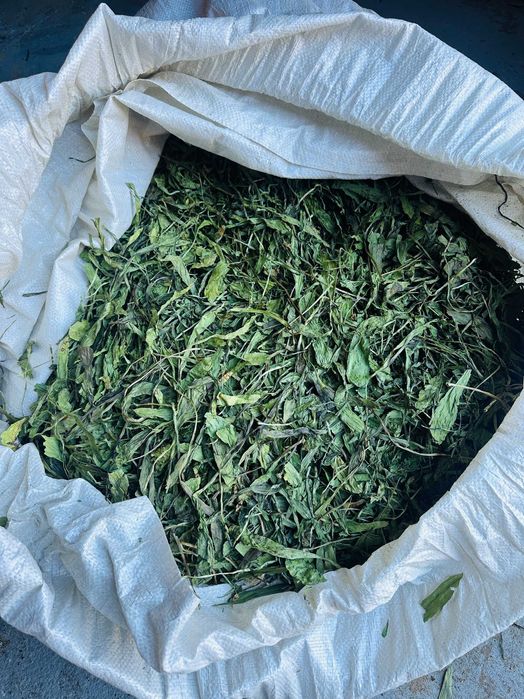 Liść babka lancetowata